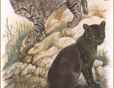 PO pfrd 033 Guigna ou Kodkod. Dallet, ������