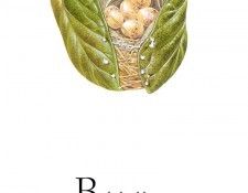 kb Oliver Tony BBN15. ������, ����