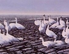 Denis Nadeau - Unknown 01, De. Nadeau, �����