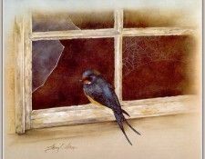 Nelson11 sj. �������, �����