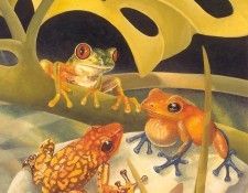 s4-vanishingspecies040-poisondartfrog. , L