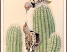 Sj WbZ 25 Northern Gilded Flicker. , 