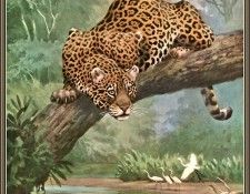 cr WalterWebber-01-Jaguar. , 