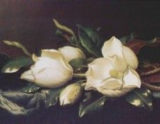 heade magnolias c1894-1900. ,  