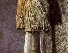 03568. �����, ����