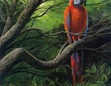 kb Nelson RL Up in a Tree. Nasmith, 