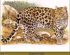 PO pfrd 052 L�opard de Chine. Dallet, ������