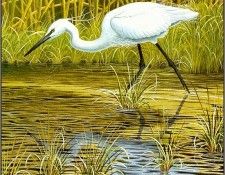 pa NormanArlott 02 LittleEgret. Arlott, 