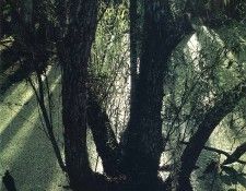 art 742. ������, �����