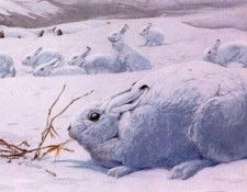 lrs Artic Hare Louis Agassiz fuertes1918. ������, ��� F