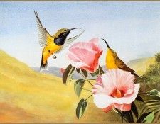 pa EricShepherd 04 Olive BackedSunbird. , 