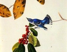 jja 0007 Cerulean Warbler 1822-Louisiana or Mississippi sqs. Audubon,  