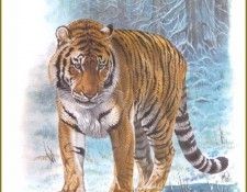 PO pfrd 002 Tigre de Sib�rie. Dallet, ������