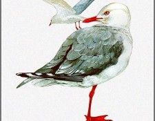 pa TonyOliver AustralianBirds 40 SilverGull. , 