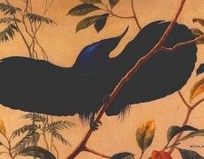 lrs Riflebird Walter Weber. Riflebird, 