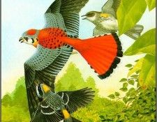 pa NormanArlott 06 AmericanKestrel. Arlott, 
