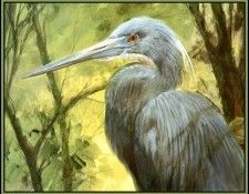 D50-AWE048-RB-Tricolored Heron 1. Bansemer, 
