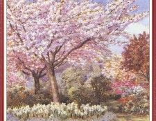 ParsonsBeatrice CherryBlossom-We (f093). , 
