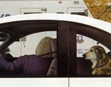 Colville, Alex - Dog in Car (end. �������, �����