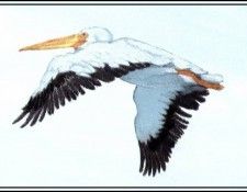 D50-AWE100-BR-White Pelican 3. Bansemer, 