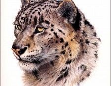 bs-na- Guy Coheleach- Snow Leopard Head. Coheleach, 
