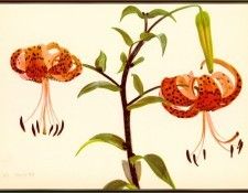 Davids Lilium-Tigrinum-Splendens-sj. 