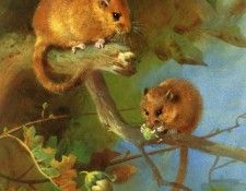 55695. �������, ���������