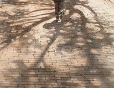 Hanks Steve On Shadows of the Past Runs the Future. �����, ����