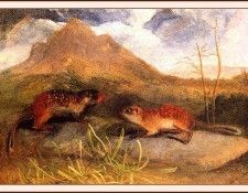 bs-na- Audubon- Mexican Marmot Squirrel. Audubon,  