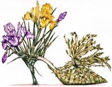 Dennis Kyte - Iris & Escarole, De. , 