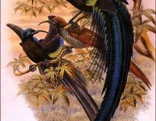 bs-na- William Hart- Black Sickle- Billed Bird Of Paradise. ����, ������ ����