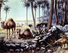 Koekkoek MA Nature 4 Sun . Koekkoek, Adrianus ������