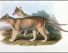 pa AVM ext 07 Gould Thylacine. , 
