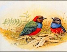 pa EricShepherd 06 Red BelliedPitta. , 