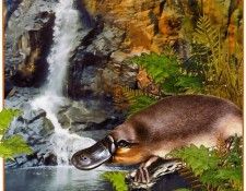 pa HartTrish 06 Platypus. , 