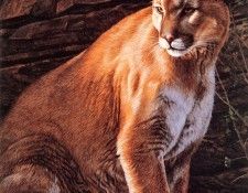 Parker, Ron - Cougar (end. , 