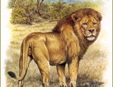 PO pfrd 005 Lion des Massa�s. Dallet, ������