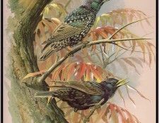 EdeBasil-TheStarling-sj. , 