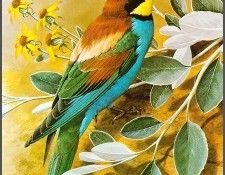 pa BasilEde 32 Bee Eater. , 