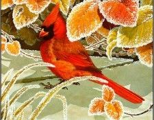 pa NormanArlott 24 NorthernCardinal. Arlott, ������