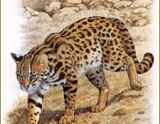 PO pfrd 026 Chat du Bengale ou Chat lopard. Dallet, 