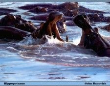 p-bwa-30. �������, ����