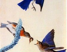 jja 0010 Eastern Bluebird 1820-1822 Louisiana sqs. Audubon,  