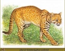 PO pfrd 067 Chat de Temminck phase tachet�e. Dallet, ������