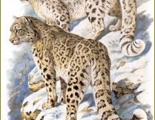 PO pfrd 011 L�opard des neiges ou Once. Dallet, ������