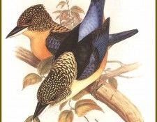 PO ptb 35 Martin Chasseur Paillete. ����, ����