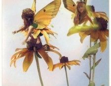 kb Cross Tom Sum Black eyed Susan Fairy. , 