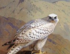 A Greenland or Gyr Falcon. , 