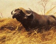 Kuhnert Wilhelm Friedrich An African Buffalo. Kuhnert, 