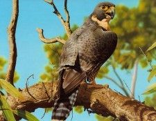 pa EgoGuiotto 08 PeregrineFalcoln. Guiotto, ���